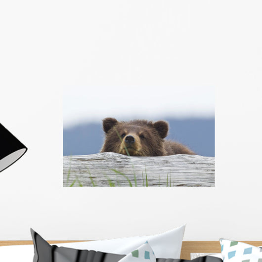 A Brown Bear Cub Rests Its Head On A Log Wall Mural