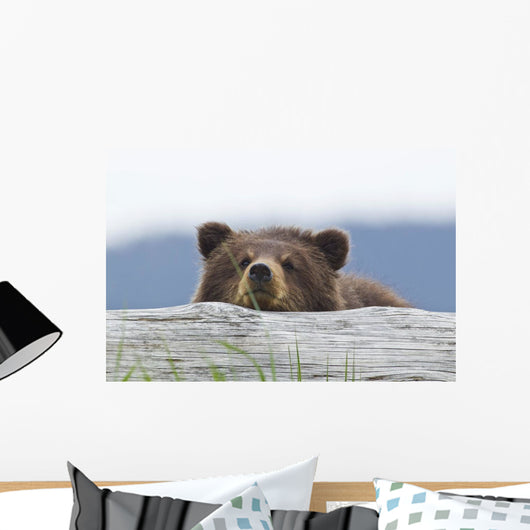 A Brown Bear Cub Rests Its Head On A Log Wall Mural