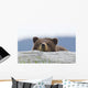 A Brown Bear Cub Rests Its Head On A Log Wall Mural
