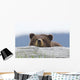 A Brown Bear Cub Rests Its Head On A Log Wall Mural