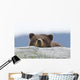 A Brown Bear Cub Rests Its Head On A Log Wall Mural