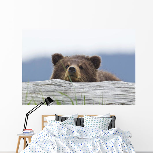 A Brown Bear Cub Rests Its Head On A Log Wall Mural
