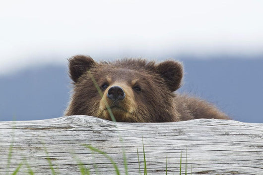 A Brown Bear Cub Rests Its Head On A Log Wall Mural