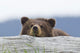 A Brown Bear Cub Rests Its Head On A Log Wall Mural