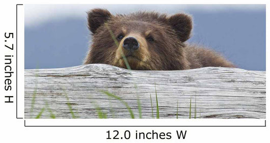 A Brown Bear Cub Rests Its Head On A Log Wall Mural