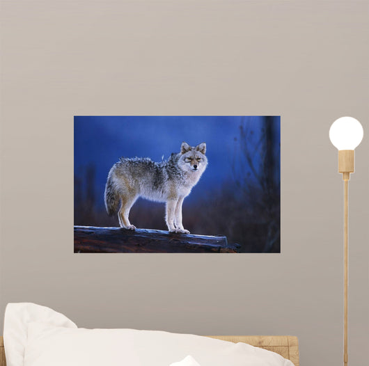 Coyote Standing Wall Mural