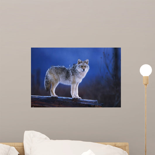 Coyote Standing Wall Mural