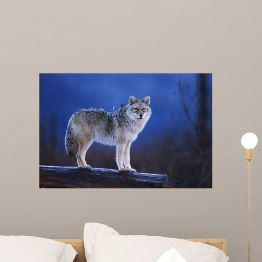 Coyote Standing Wall Mural