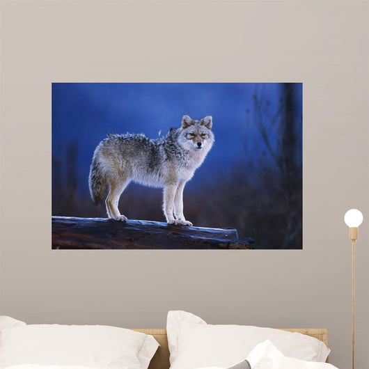 Coyote Standing Wall Mural
