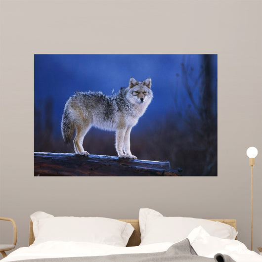 Coyote Standing Wall Mural
