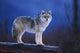 Coyote Standing Wall Mural