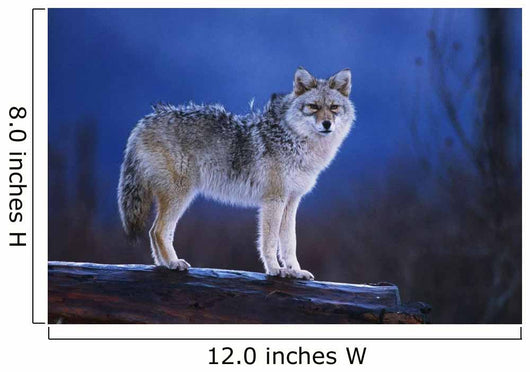 Coyote Standing Wall Mural