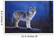 Coyote Standing Wall Mural