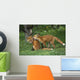Adolescent Red Fox Play Together Elmendorf Ak Sc Summer Golf Course Wall Mural