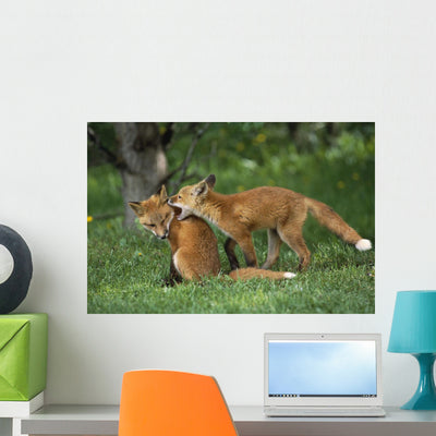 Adolescent Red Fox Play Wall Mural shown on a wall