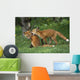 Adolescent Red Fox Play Together Elmendorf Ak Sc Summer Golf Course Wall Mural