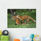 Adolescent Red Fox Play Together Elmendorf Ak Sc Summer Golf Course Wall Mural