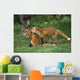 Adolescent Red Fox Play Together Elmendorf Ak Sc Summer Golf Course Wall Mural