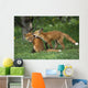 Adolescent Red Fox Play Together Elmendorf Ak Sc Summer Golf Course Wall Mural