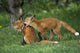 Adolescent Red Fox Play Together Elmendorf Ak Sc Summer Golf Course Wall Mural