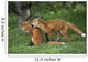 Adolescent Red Fox Play Together Elmendorf Ak Sc Summer Golf Course Wall Mural