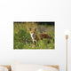 Portrait Of Red Fox Wall Mural