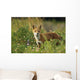 Portrait Of Red Fox Wall Mural