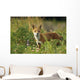Portrait Of Red Fox Wall Mural
