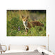 Portrait Of Red Fox Wall Mural