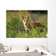 Portrait Of Red Fox Wall Mural