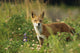 Portrait Of Red Fox Wall Mural