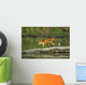 Red Fox Walks On Log In Pond Sc Ak Captive Summer Wall Mural