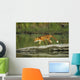 Red Fox Walks On Log In Pond Sc Ak Captive Summer Wall Mural