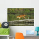 Red Fox Walks On Log In Pond Sc Ak Captive Summer Wall Mural
