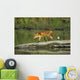 Red Fox Walks On Log In Pond Sc Ak Captive Summer Wall Mural
