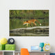 Red Fox Walks On Log In Pond Sc Ak Captive Summer Wall Mural