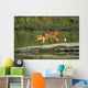 Red Fox Walks On Log In Pond Sc Ak Captive Summer Wall Mural