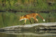 Red Fox Walks On Log In Pond Sc Ak Captive Summer Wall Mural