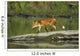 Red Fox Walks On Log In Pond Sc Ak Captive Summer Wall Mural