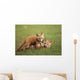Red Fox Kits Playing Together Wall Mural