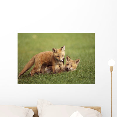 Red Fox Kits Playing Wall Mural shown on a wall