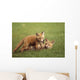 Red Fox Kits Playing Together Wall Mural