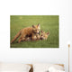 Red Fox Kits Playing Together Wall Mural