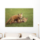 Red Fox Kits Playing Together Wall Mural