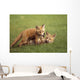 Red Fox Kits Playing Together Wall Mural