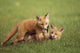 Red Fox Kits Playing Together Wall Mural