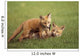 Red Fox Kits Playing Together Wall Mural