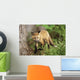 Young Red Fox Kit In Forest Wall Mural