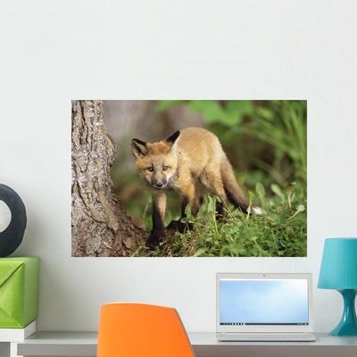 Young Red Fox Kit Wall Mural shown on a wall
