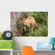 Young Red Fox Kit In Forest Wall Mural
